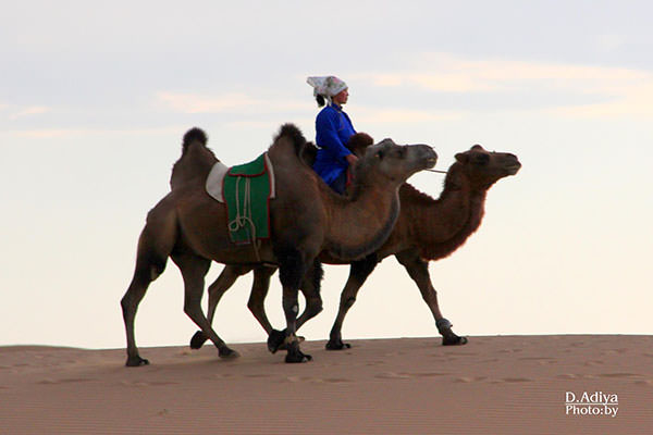 Western Mongolia, Eagle Hunting Family and Gobi Desert